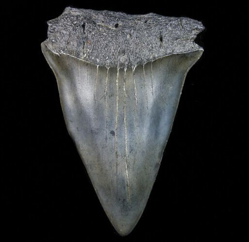 Fossil Mako Shark Tooth - Georgia #75077